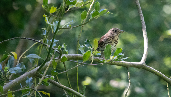 C'est le printemps pour les oiseaux forestiers !